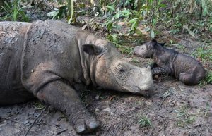 Nace una cría de rinoceronte de Sumatra