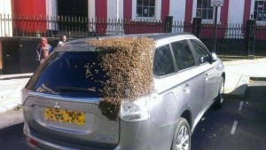 ¡Impresionante! Veinte mil abejas persiguen sin descanso a un vehículo (Fotos + Video)