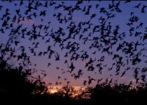 Entérate cuál ciudad es declarada en estado de emergencia por invasión de murciélagos