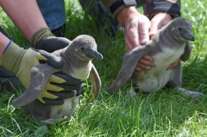 Nacen dos pingüinos por inseminación artificial en Japón