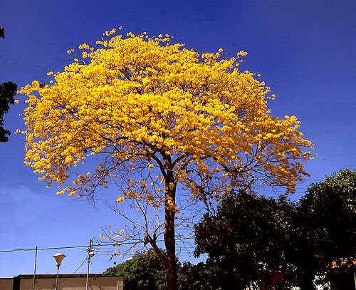 El Araguaney cumple 68 años como árbol nacional de Venezuela
