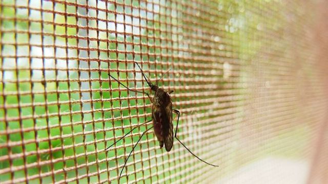 Cientificos-masculinidad-mosquitos