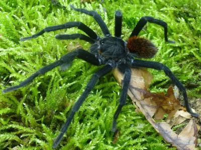 Descubre una nueva especie de tarántula y la nombran en honor a Gabriel García Márquez