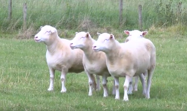 Clones de Dolly envejecieron en buena salud