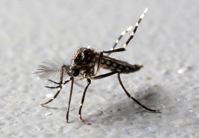 Anticuerpos de un paciente con virus del zika impiden la infección en ratones