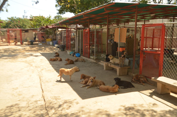 Exhortan a dueños de mascotas a no abandonarlas