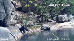 ¡Impresionante! Mira lo que hacen estos chimpancés para alimentarse (Video)