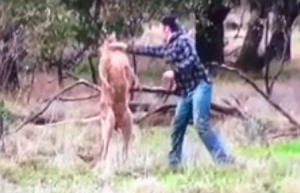 ¡Pa’ que sea serio!… Le dio un puñetazo al canguro que estaba ahorcando a su perro (VIDEO)