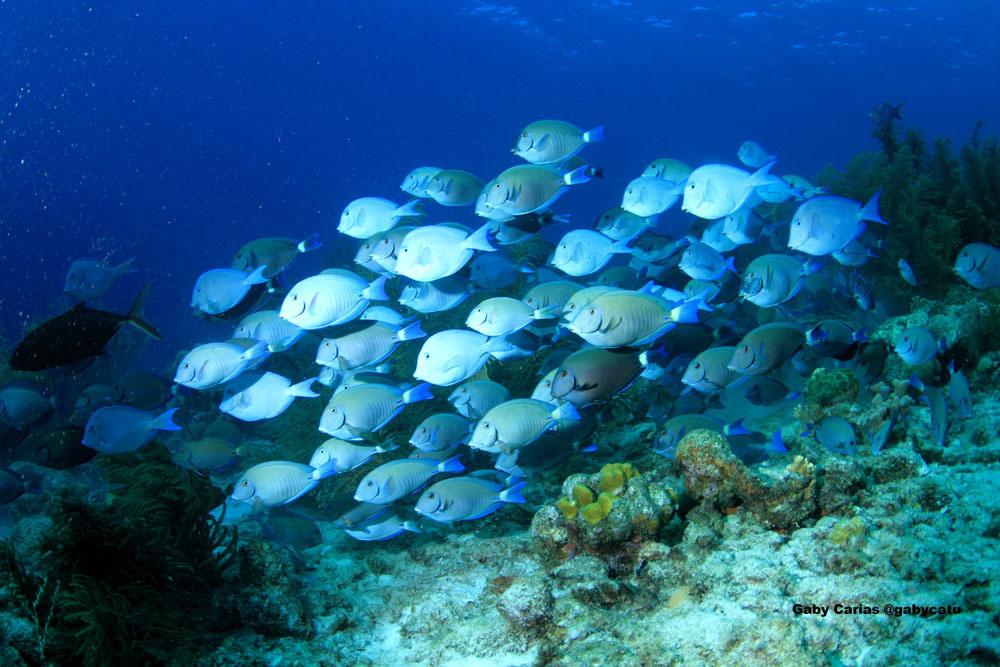 Los peces de agua dulce parecen contar con buenas aptitudes para las matemáticas, según estudio