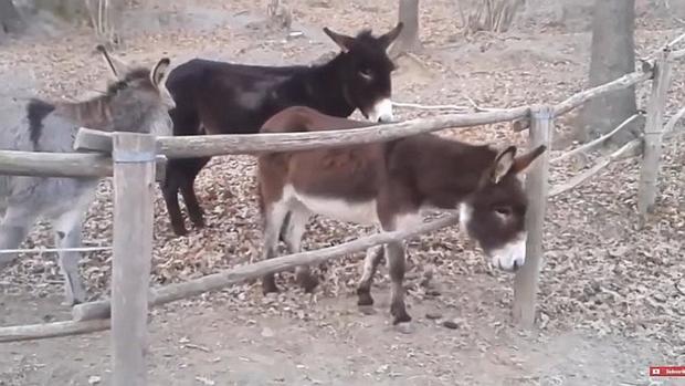 Con esta hazaña un burro demuestra que no es tan “burro” (Video)