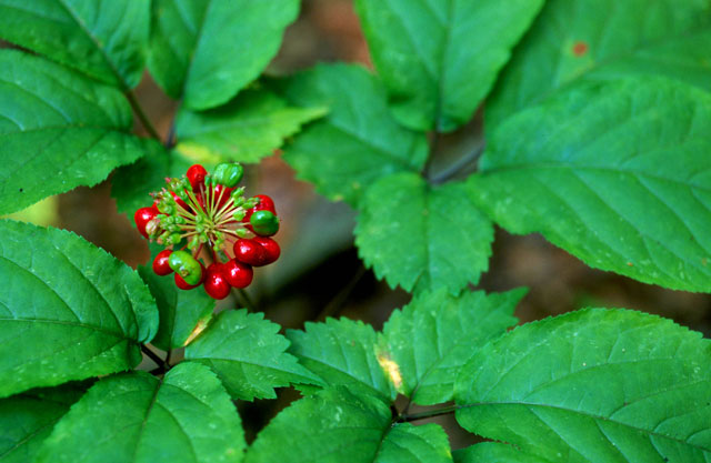 ginseng-arbre