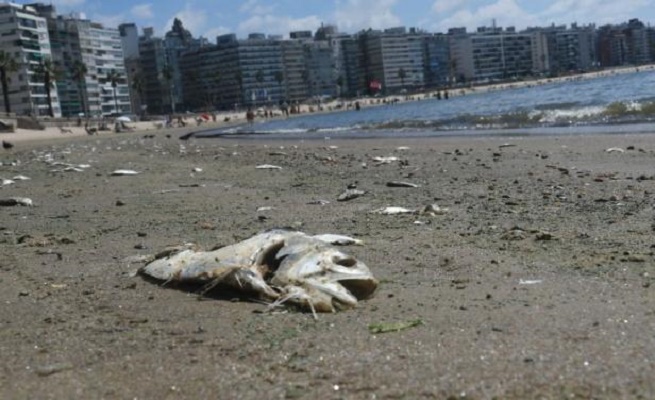 Aparecen cientos de peces muertos en playas de Uruguay ante ola de calor