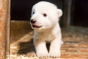 Muere Fritz, el osezno polar nacido hace cuatro meses