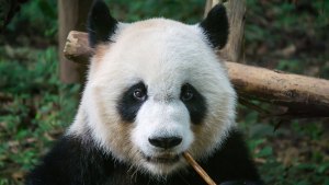 Misterio resuelto: La sorprendente explicación de por qué el panda es blanco y negro y tiene parches