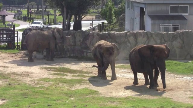 elefantesjaponzoo