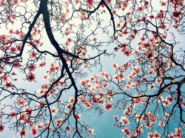 TERCER LUGAR, FLORES "Fue una hermosa tarde de marzo, cielo azul brillante y suave beso de brisa. Cuando salí de mi edificio de oficinas en el centro de Wilmington, mis ojos se vieron atrapados por esas magnolias florecientes, parecen corazones delicadamente rosados desplegados suavemente".
