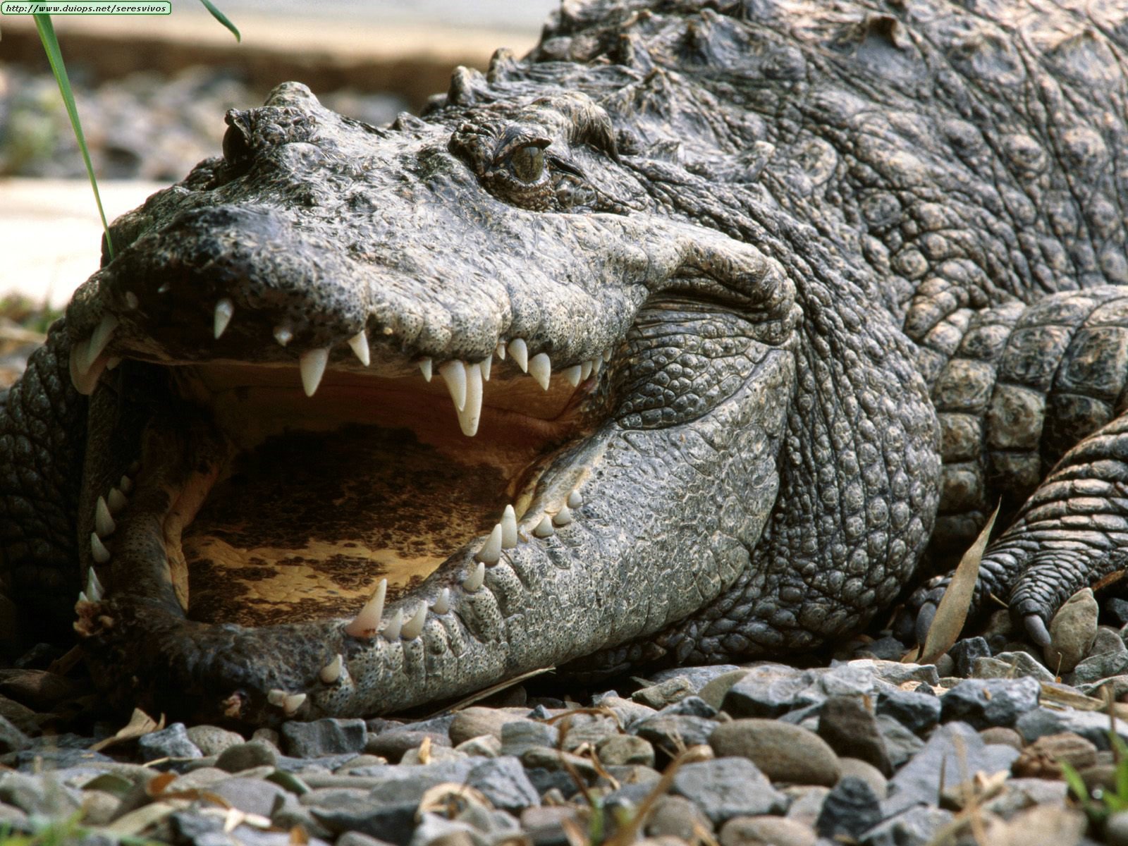 Se escaparon siete caimanes y dos cocodrilos de un zoológico en Perú