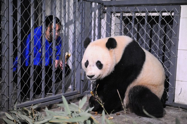 A breeder feeds U.S.-born giant female panda Bao Bao as it arrived at Chengdu Research Base of Giant Panda Breeding, Sichuan province, China, February 22, 2017. Picture taken February 22, 2017. China Daily/via REUTERS ATTENTION EDITORS - THIS PICTURE WAS PROVIDED BY A THIRD PARTY. EDITORIAL USE ONLY. CHINA OUT. NO COMMERCIAL OR EDITORIAL SALES IN CHINA. TPX IMAGES OF THE DAY.