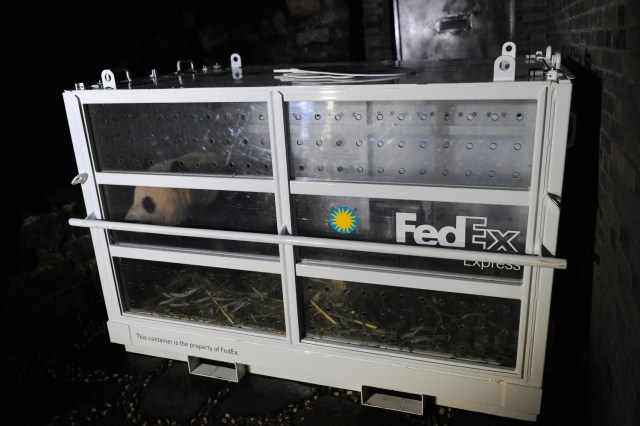 U.S.-born giant female panda Bao Bao is seen in a cage as it arrived in Chengdu, Sichuan province, China, February 22, 2017. Picture taken February 22, 2017. China Daily/via REUTERS ATTENTION EDITORS - THIS PICTURE WAS PROVIDED BY A THIRD PARTY. EDITORIAL USE ONLY. CHINA OUT. NO COMMERCIAL OR EDITORIAL SALES IN CHINA.
