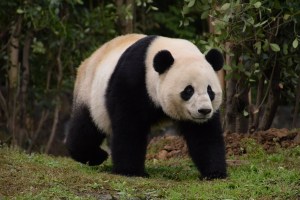 Bao Bao, la panda gigante se presenta al público chino (Fotos)