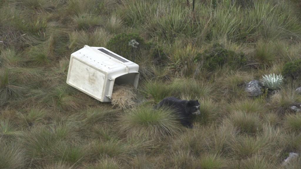 ¡Awww! Liberaron a la osa frontina del zoológico de Mérida en el páramo