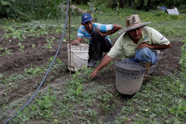 Farmers work at an urban farm in Caracas, Venezuela June 30, 2017. Picture taken June 30, 2017. REUTERS/Carlos Garcia Rawlins
