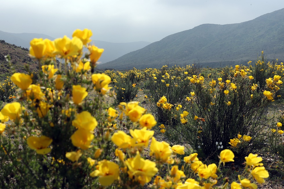 Desierto más árido del mundo renace florido en Chile tras sorpresivas lluvias