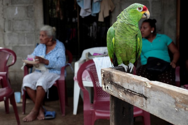 A parrot is seen in a house flooded by heavy rains by tropical storm Nate in Ochomogo, Nicaragua October 6, 2017. REUTERS/Oswaldo Rivas