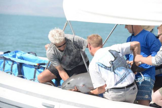 Varios expertos sostienen un ejemplar de vaquita marina en México en octubre. EFE