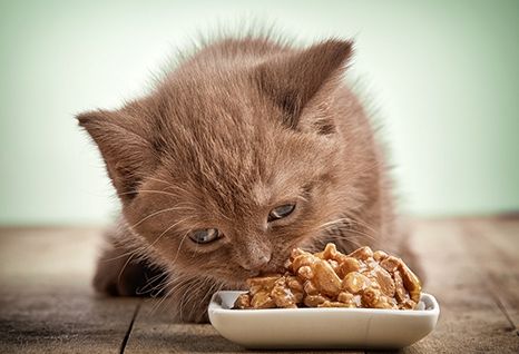 alimentacion-gatitos-1