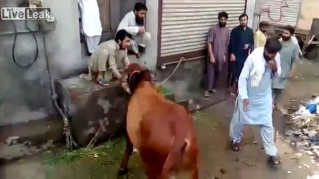 ataque de vaca