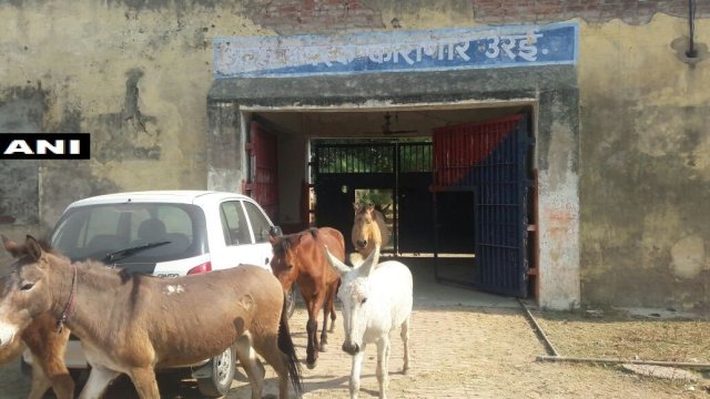 Los burros fueron liberados tras la intercesión de un político local.