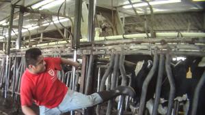 Denuncia de tortura a animales en granja lechera de EEUU se hace viral