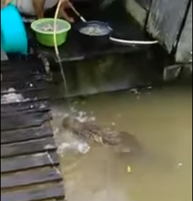¡Qué corajuda! Lava en el río junto a un cocodrilo… Mira el video