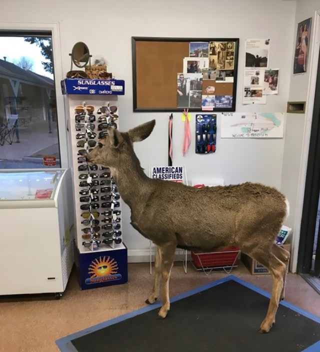 Venado tienda  (3)