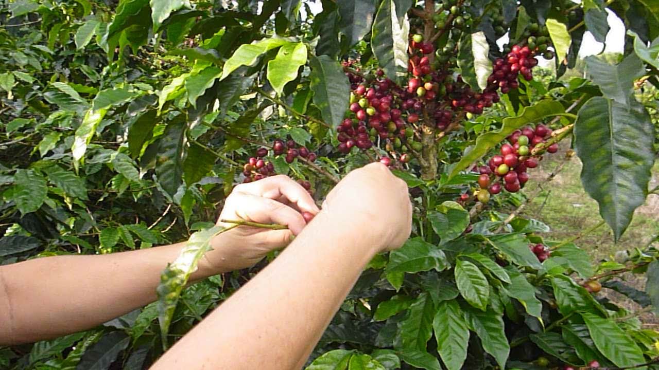 Cuánto gana un venezolano recogiendo café en Colombia (Testimonio)