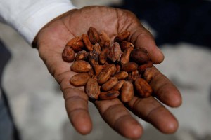 Productores tomarán acciones si el Gobierno no aclara nuevo plan sobre el cacao en Miranda