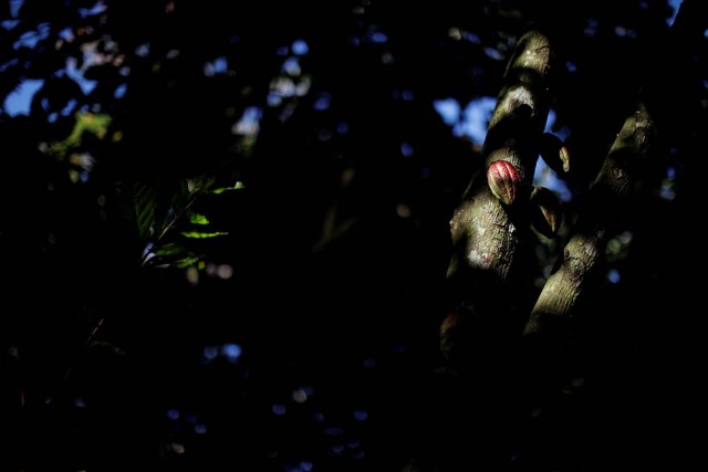 Cocoa pods are seen at the plantation of Yoffre Echarri in Caruao, Venezuela October 24, 2017. Picture taken October 24, 2017. REUTERS/Carlos Garcia Rawlins