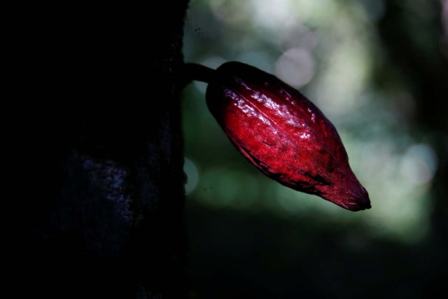 A cocoa pod is seen at the plantation of Yoffre Echarri in Caruao, Venezuela October 24, 2017. Picture taken October 24, 2017. REUTERS/Carlos Garcia Rawlins