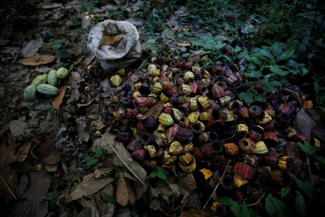 Vainas de cocoa abierta, se pueden ver en la platanción de Yoffre Echarri en Caruao, Venezuela el 24 de octubre de 2017. REUTERS/Carlos Garcia Rawlins