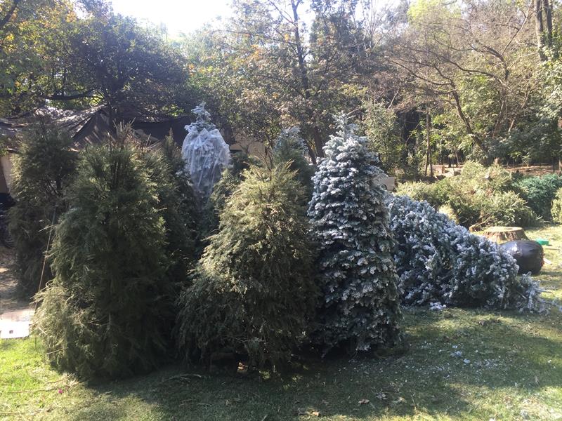 Ciudad de México espera reciclar hasta 10 mil árboles de Navidad