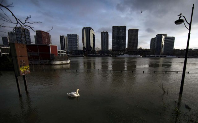 LAN70. PARÍS (FRANCIA), 30/01/2018.- Un cisne navega por una calle inundada a orillas del río Sena en París (Francia) hoy, 30 de enero de 2018. El Sena alcanzó esta madrugada el máximo previsto de este episodio de crecida a su paso por París, 5,84 metros, lejos del pico logrado hace dos años, cuando marcó los 6,10 metros y dos personas murieron en la región parisiense. EFE/ Ian Langsdon