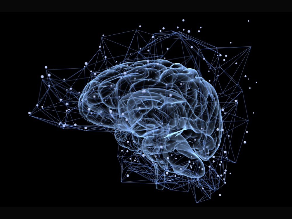 Descubren el “interruptor” cerebral que controla la quema de grasas del cuerpo