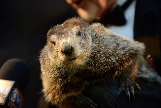 Punxsutawney Phil greets reporters at Gobbler's Knob on the 132nd Groundhog Day in Punxsutawney, Pennsylvania, U.S. February 2, 2018. REUTERS/Alan Freed