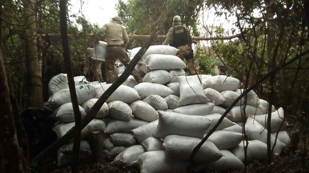 Hallan seis toneladas de marihuana en zona de cultivos en norte de Paraguay