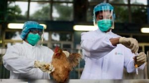 Gripe aviar y Covid-19: Las semejanzas entre las dos enfermedades detectadas en China