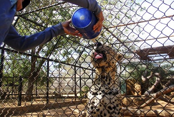 Animales del zoo de Zulia (Foto Panorama/Miguel Romero)