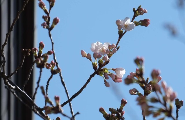 El 17 de marzo de 2018, en el santuario Yasukuni de Tokio, se observan flores de cerezo en flor y capullos de una muestra de cerezo, bajo observación fenológica realizada por la sede regional de Tokio de la Agencia Meteorológica de Japón. La agencia meteorológica anunció el inicio de la temporada de cerezos en flor en el área de Tokio cuatro días antes que el año pasado. / AFP PHOTO / Kazuhiro NOGI