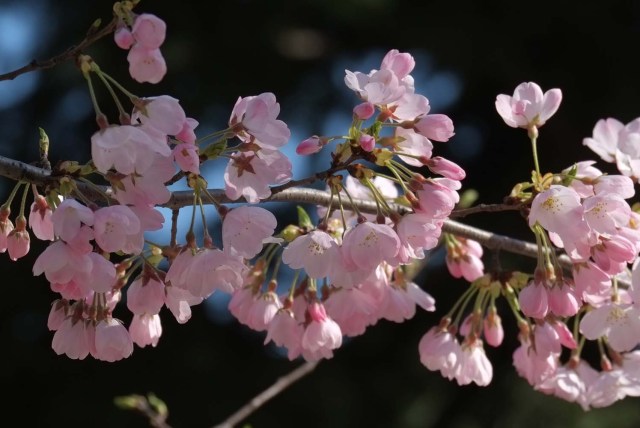 Las primeras flores de cerezo florecidas se ven en Tokio el 17 de marzo de 2018. La agencia meteorológica anunció el inicio de la temporada de cerezos en flor en el área de Tokio cuatro días antes que el año pasado. / AFP PHOTO / Kazuhiro NOGI