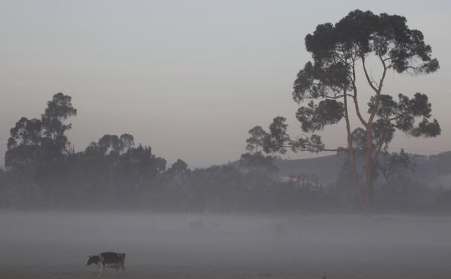 En la imagen de archivo una vaca pastando en una granda cerca de Bogotá, Colombia el 17 de enero de 2016. REUTERS / John Vizcaino.